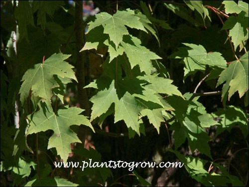 This image illustrates the leaves which have characteristics of both the Silver Maple and Red Maple.